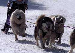musher142031508