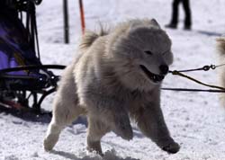 musher143031508