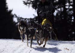 musher144031508