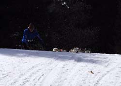 musher145031508