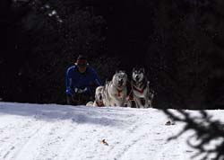 musher146031508