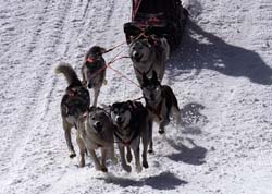 musher147031508
