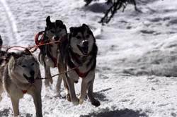 musher148031508