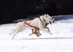 musher150031508