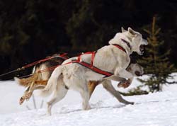musher151031508