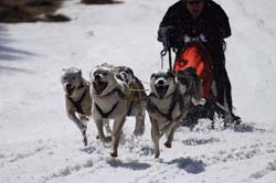 musher153031508