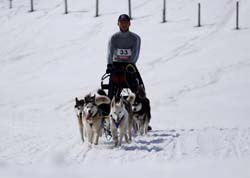 musher157031508