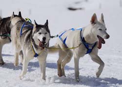 musher160031508