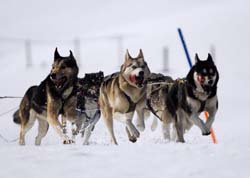 musher162031508