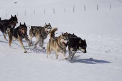 musher163031508