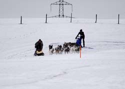 musher165031508