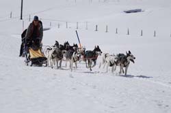 musher168031508