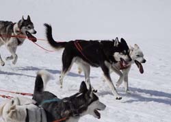 musher169031508