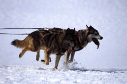 musher173031508