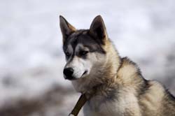 musher176031508