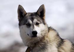 musher177031508