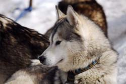 musher179031508