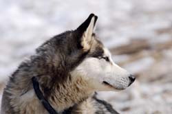 musher180031508