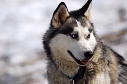 musher181031508