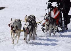 musher182031508