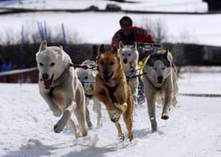 musher189031508